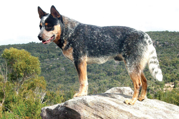 australian cattle dog