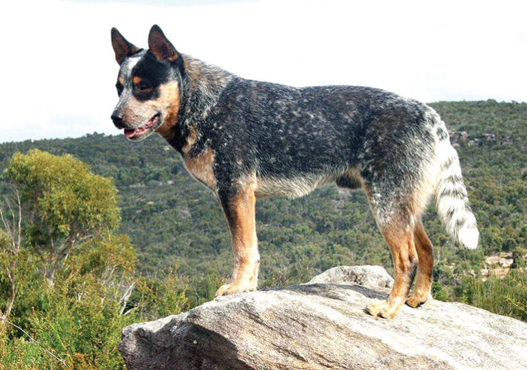 All You Need to Know About Australian Cattle Dog