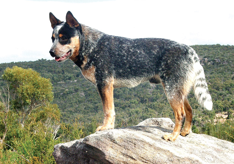 australian cattle dog