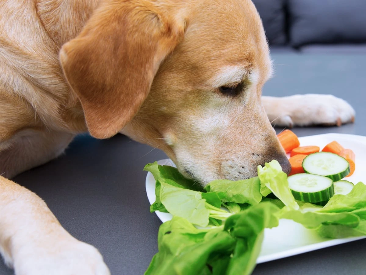 can dogs eat cucumbers