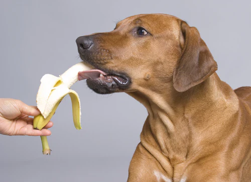 can dogs eat bananas