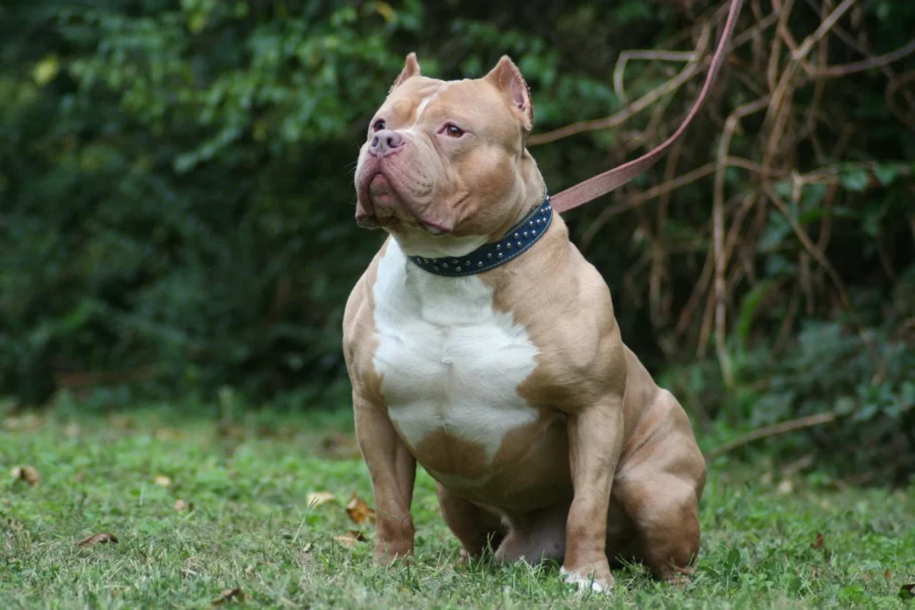 Pit Bull Dog