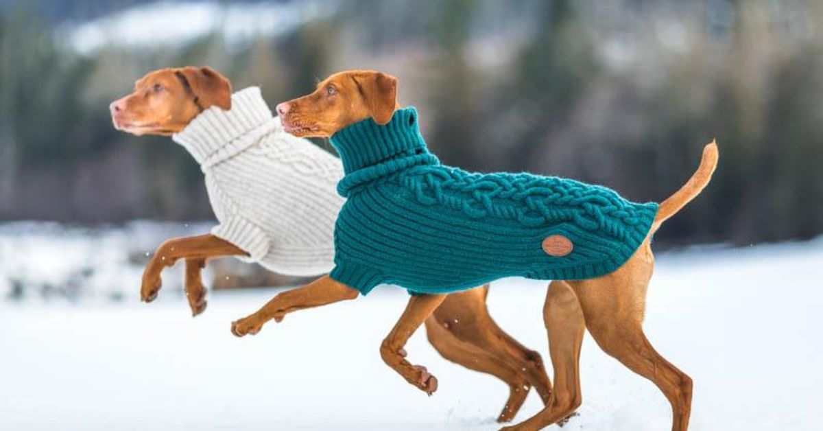 Dog Sweaters