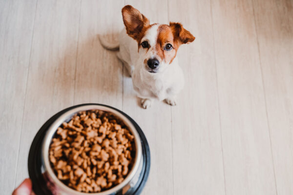 blue buffalo dog food