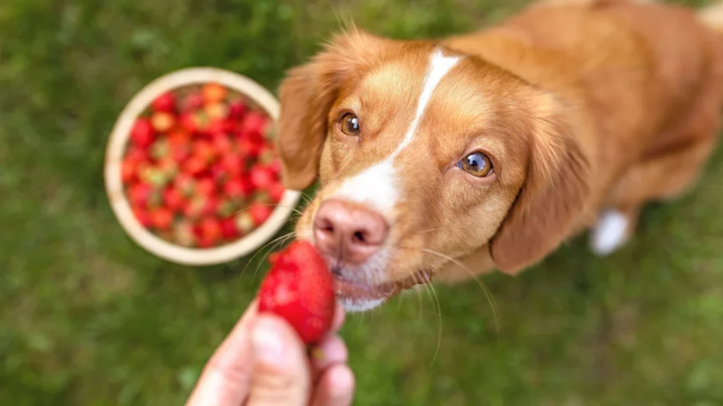 Can Dogs Eat Strawberries