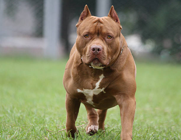 Pit Bull Dog