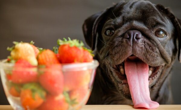 Can Dogs Eat Strawberries