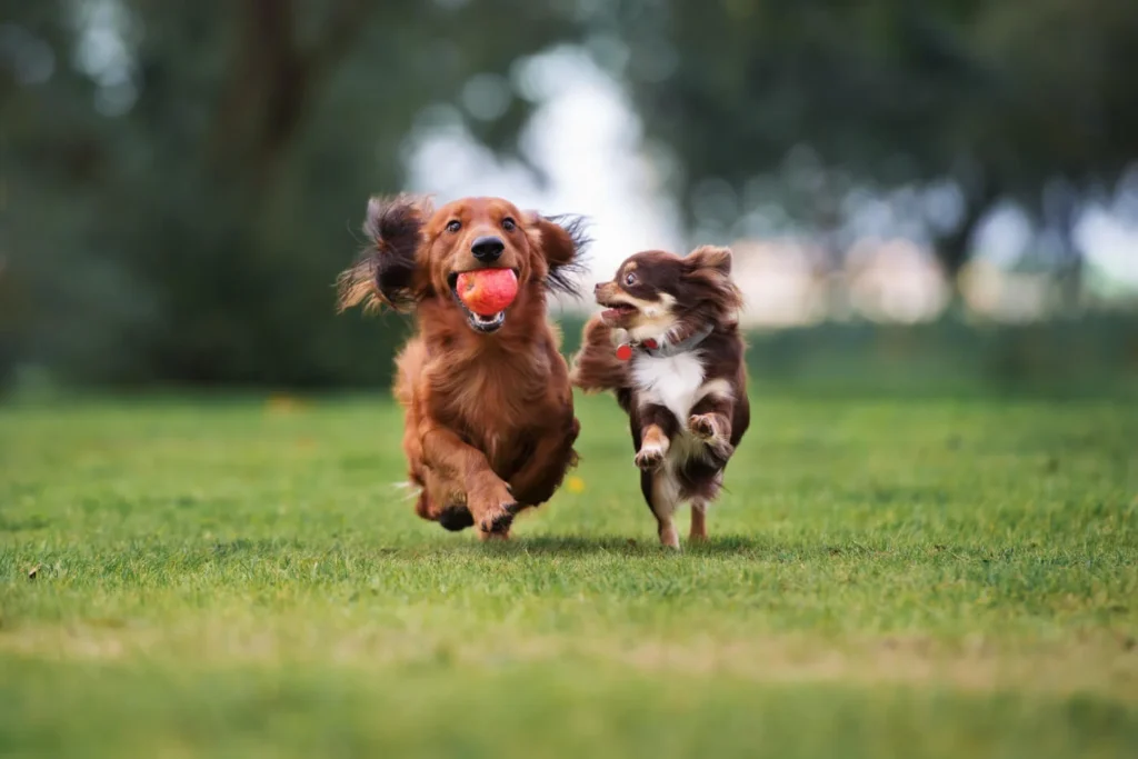 small dog breeds