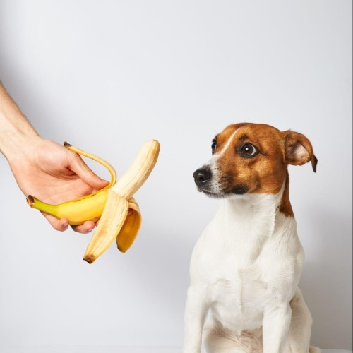 can dogs eat bananas