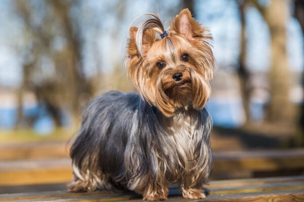 small dog breeds