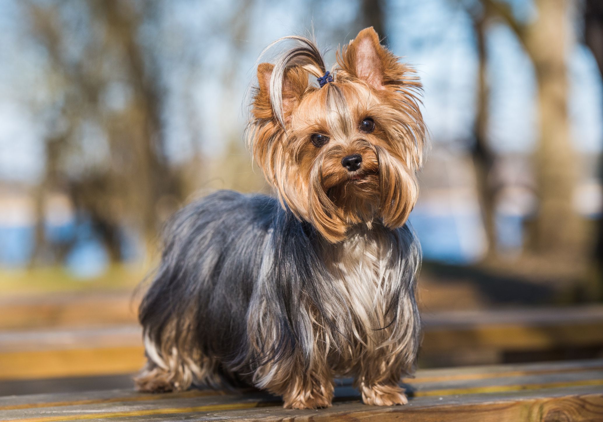 small dog breeds