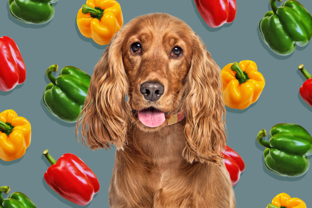 Can Dogs Eat Bell Peppers