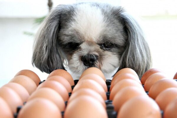 Can Dogs Eat Eggshells - Featured Image