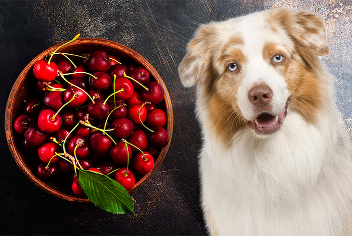 Can Dogs Eat Cherries