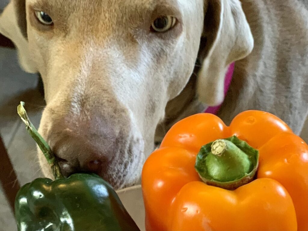 Can Dogs Eat Bell Peppers