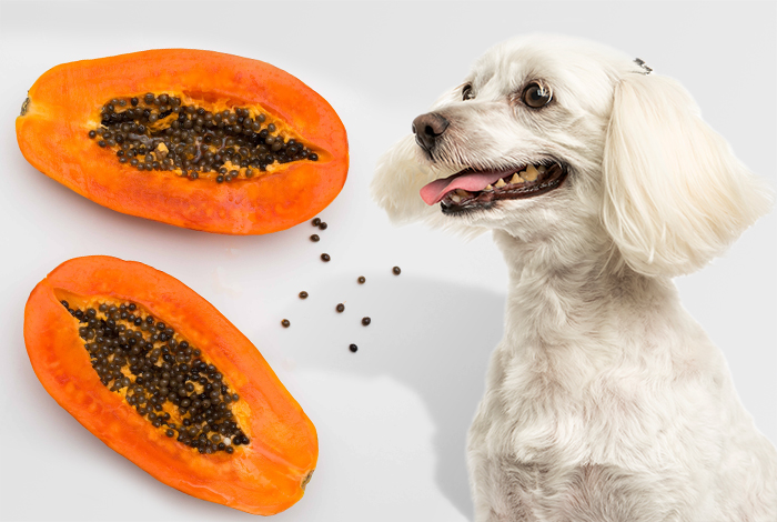 Can Dogs Eat Papaya