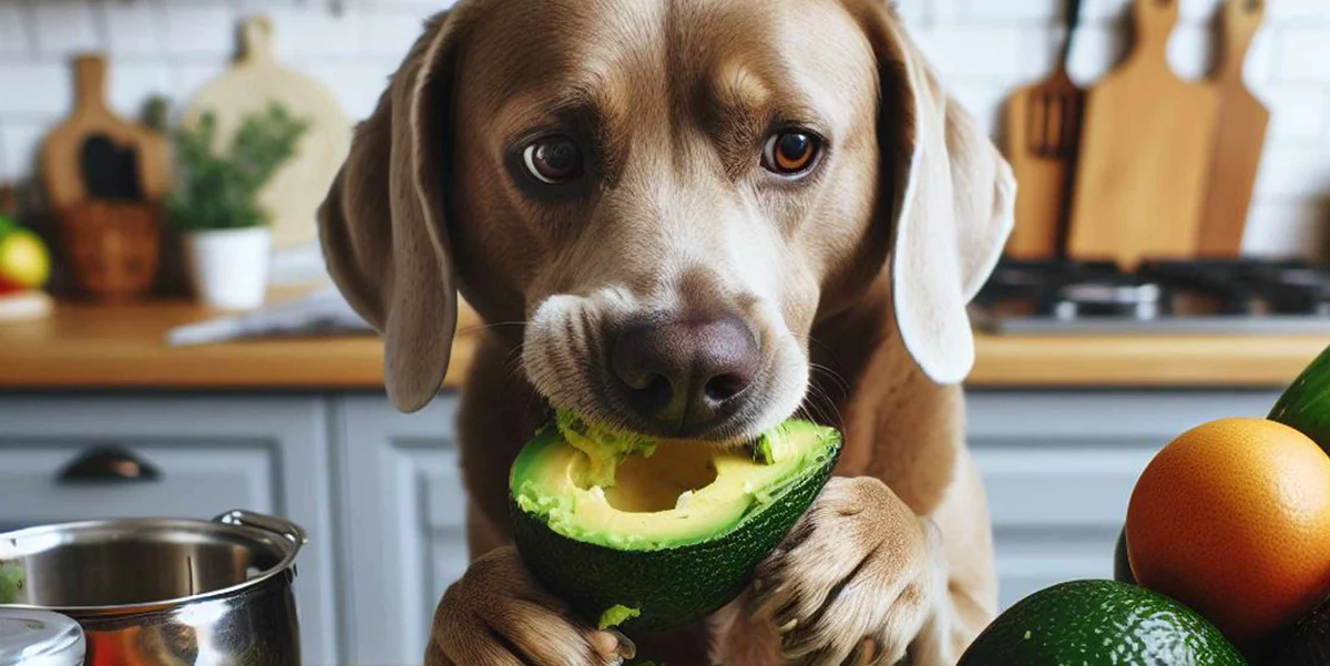 Can Dogs Eat Avocado