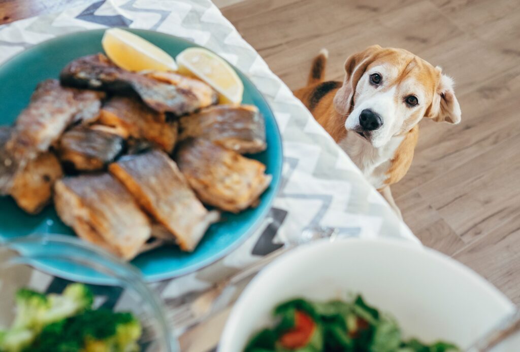 Can Dogs Eat Salmon