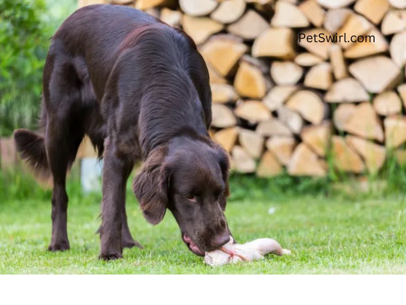 Can Dogs Eat Raw Chicken