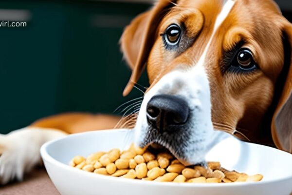 Can Dogs Eat Beans