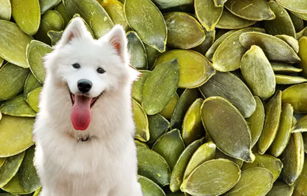 can dogs eat pumpkin seeds