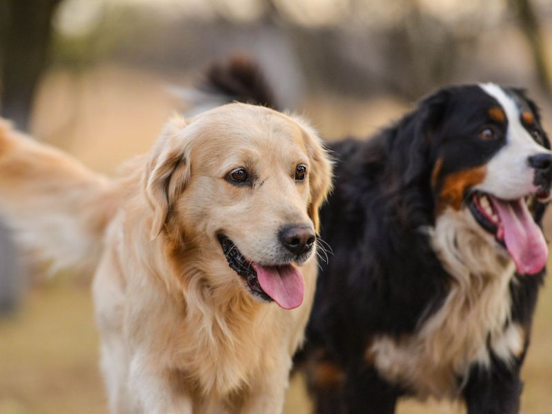 golden mountain dog