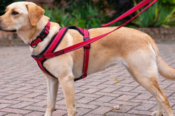 Dog Harness