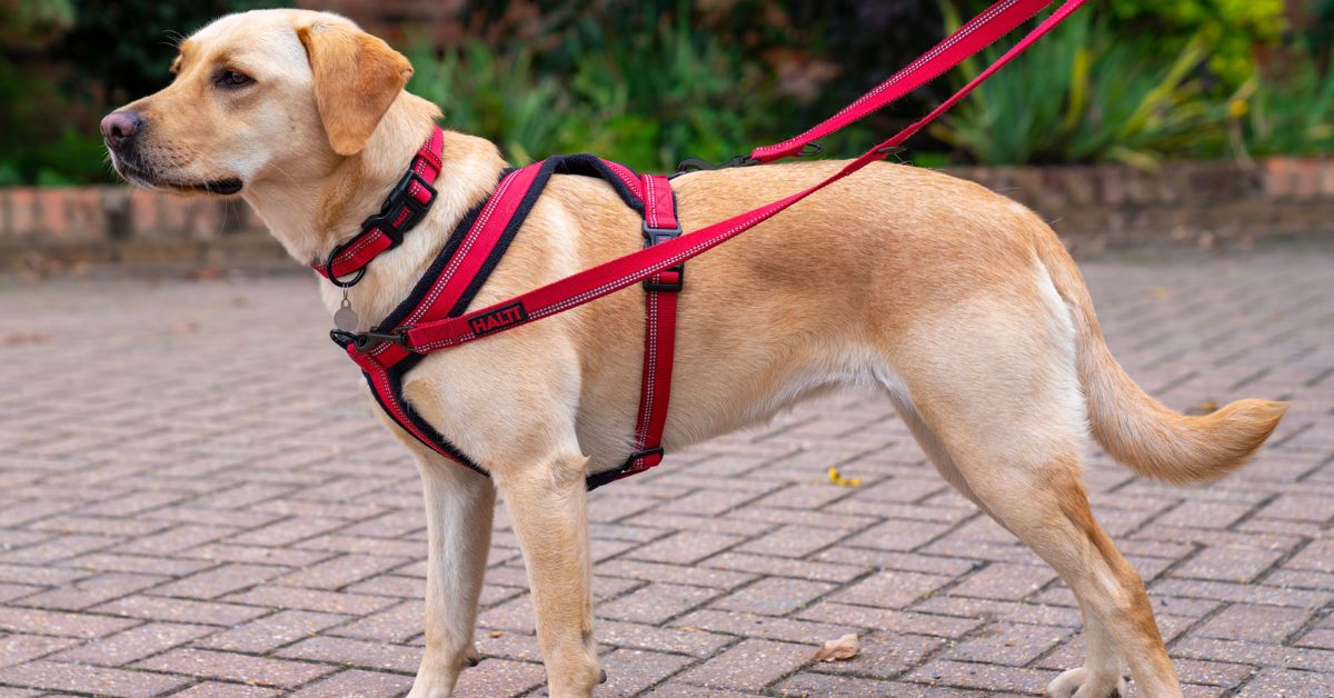 Dog Harness