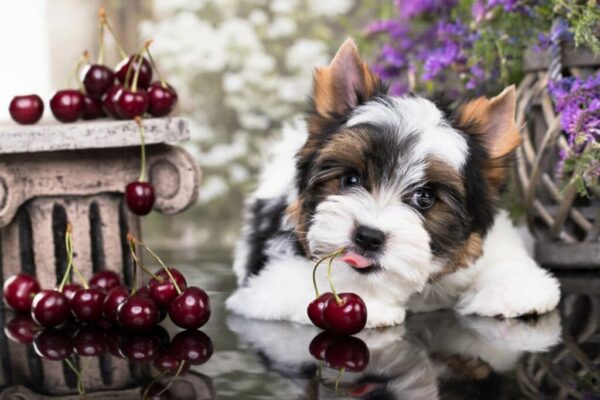 Can Dogs Eat Cherries - Featured Image