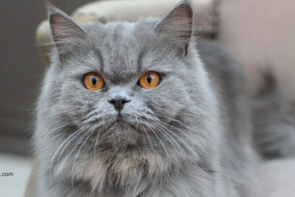 Persian Cat Price