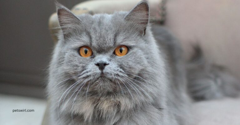 Persian Cat Price