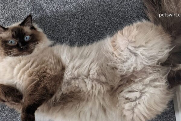 Brown Ragdoll Cat - Featured Image