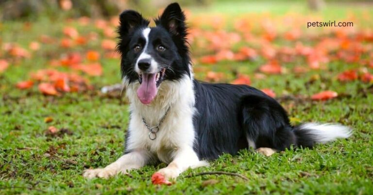 Understanding Dog Breathing Heavy