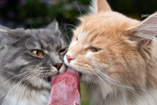 Can Cats Eat Ice Cream - Featured Image