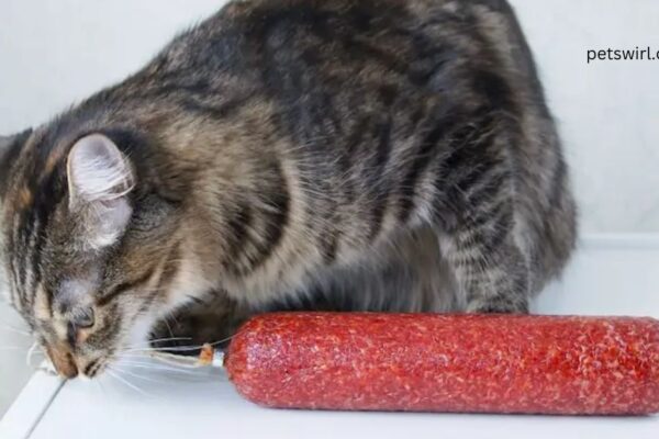 Can Cats Eat Salami - Featured image