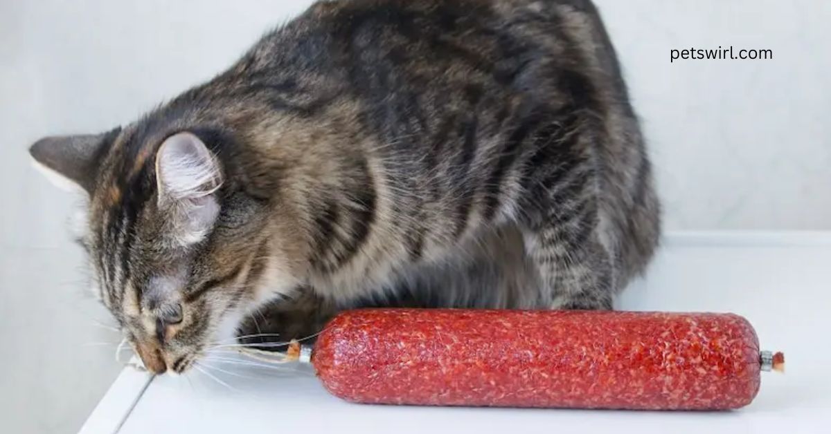 Can Cats Eat Salami - Featured image