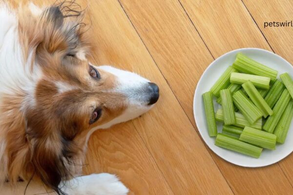 Can Dogs Eat Celery - Featured Image