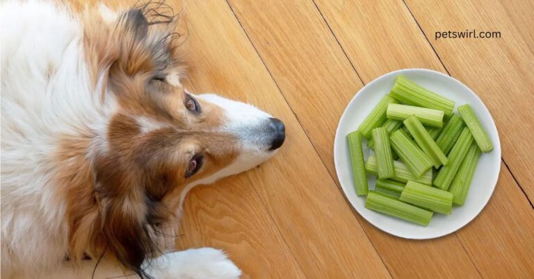 Can Dogs Eat Celery? A Comprehensive Guide