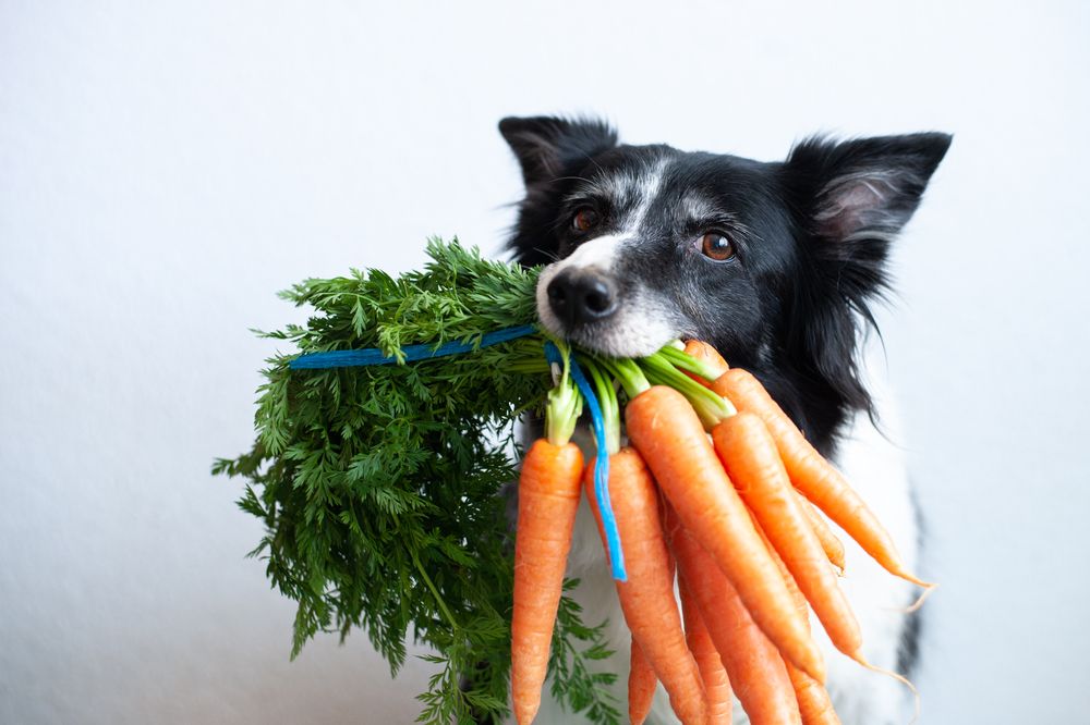 Can Dogs Eat Carrots