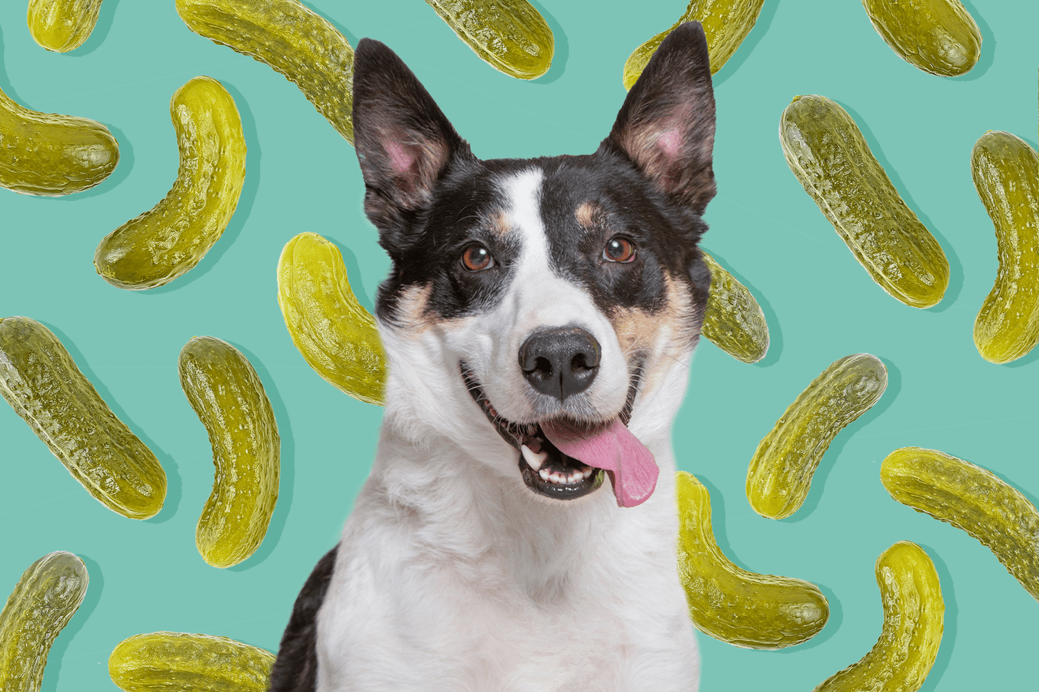 can dogs eat pickles