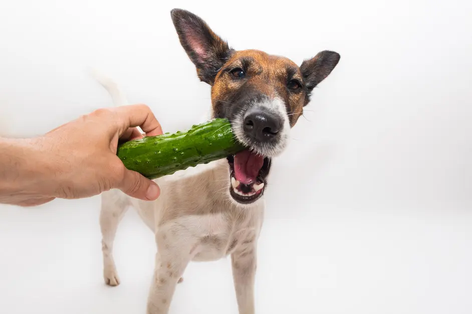 can dogs eat pickles