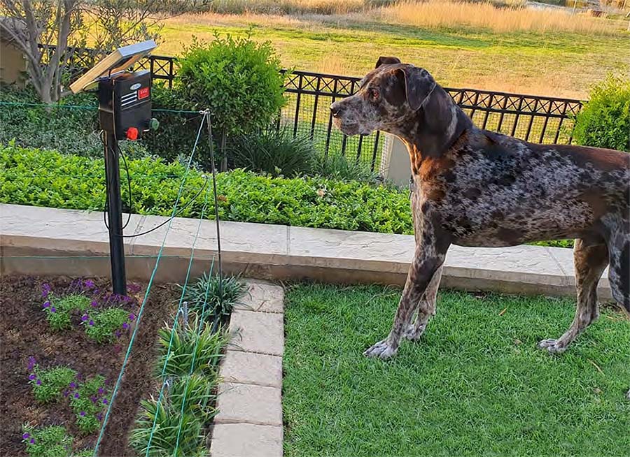 electric fence for dogs