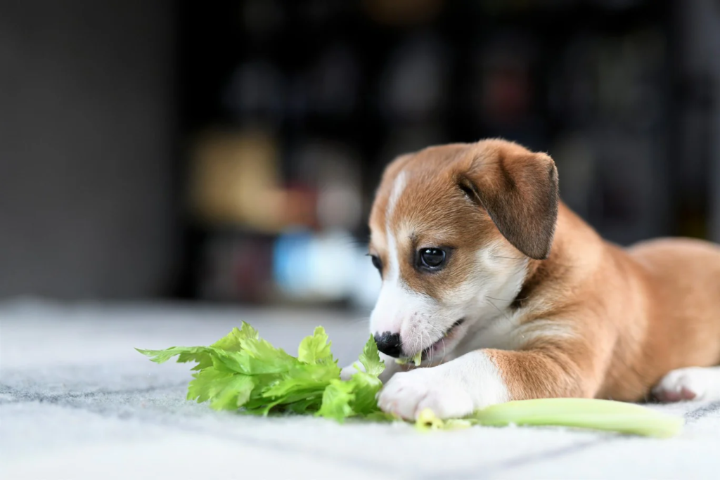 Can Dogs Eat Celery