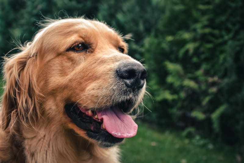 Dog Breathing Heavy