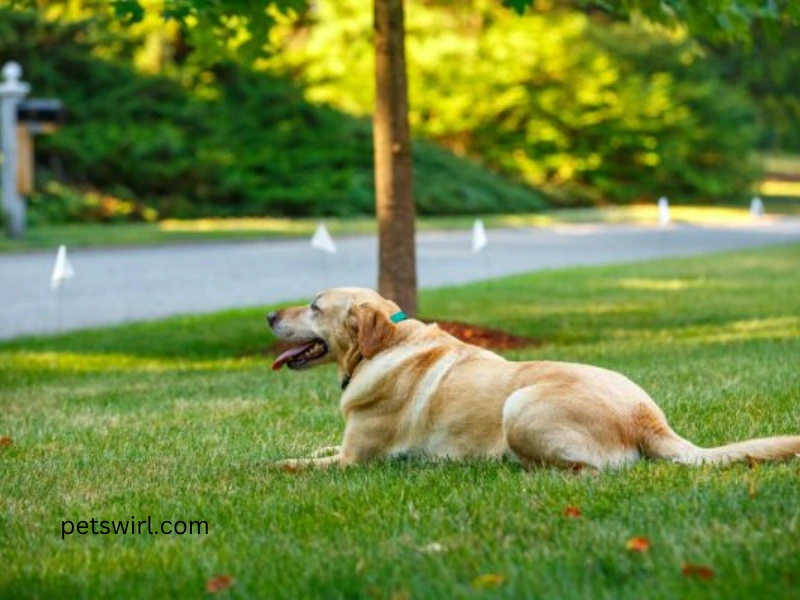 invisible fence for dogs