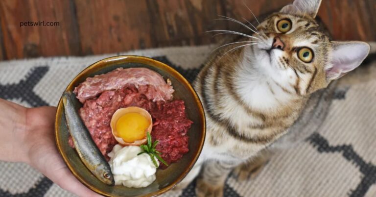 raw cat food