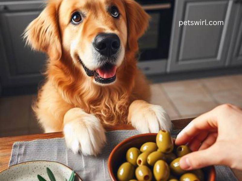 Can Dogs Eat Olives