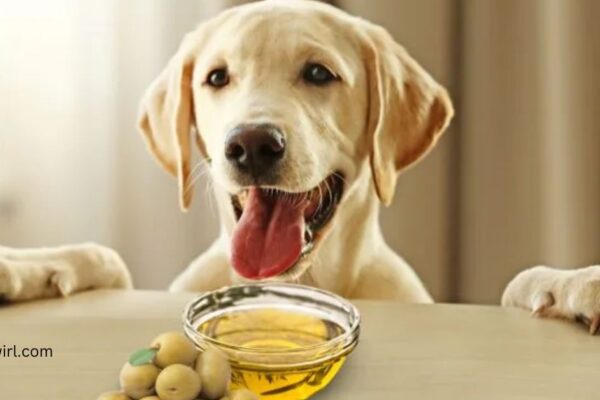 Can dogs eat olives