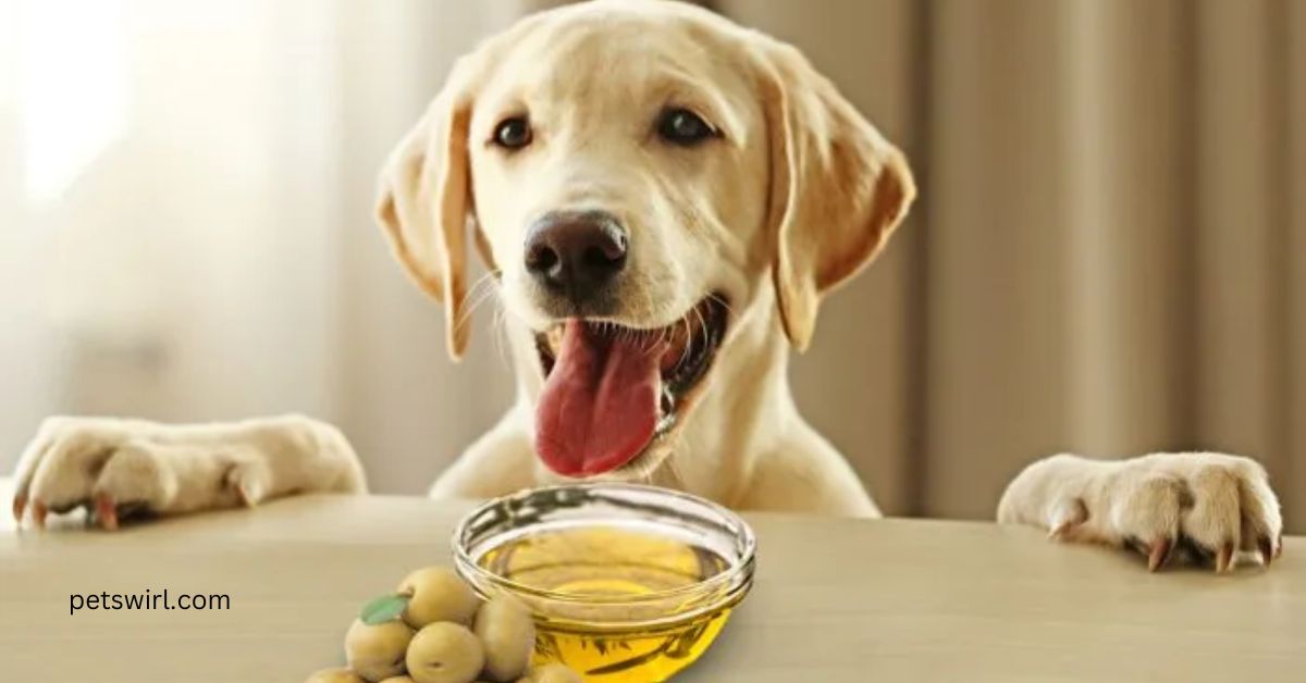 Can dogs eat olives