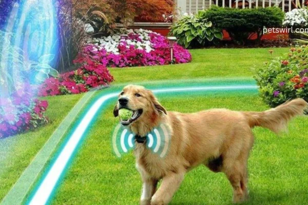 Electric Fence for dogs - Featured Image